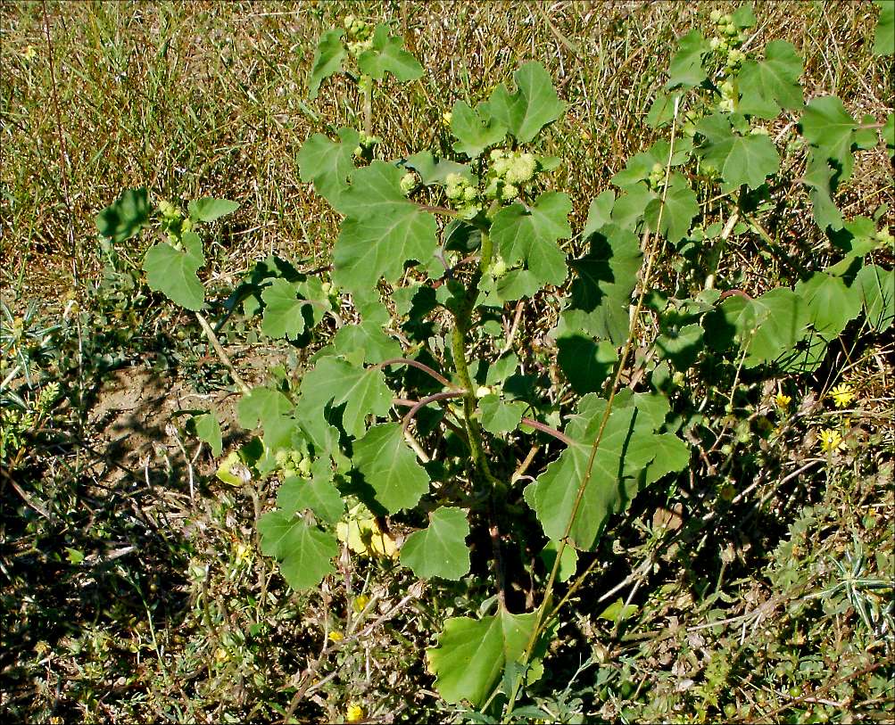 Xanthium sp.